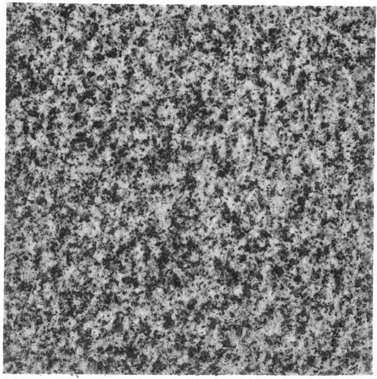 Medium-Grained Granite