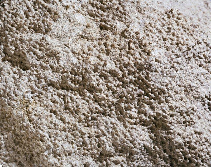 Oolitic Limestone